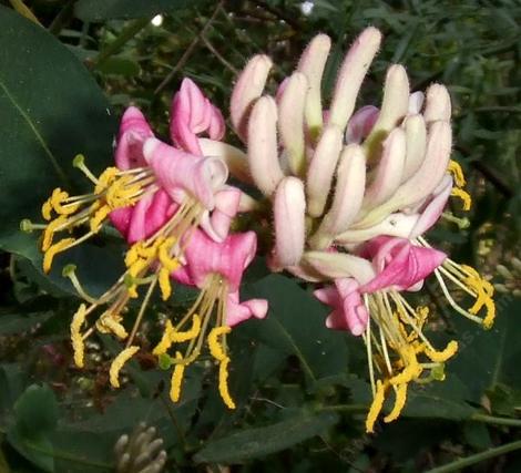 Here is an older photo of the flowers of Lonicera hispidula, California Honeysuckle, with the bright yellow contrasting stamens.   - grid24_12