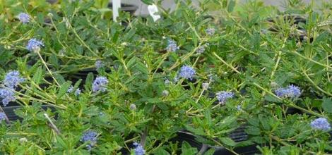 This was a photo of some of the gallons stock in the nursery. How many native plants are under the foliage? - grid24_12