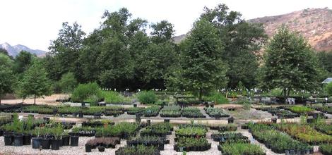 A view of the Escondido  nursery. All we grow are California native plants. - grid24_12