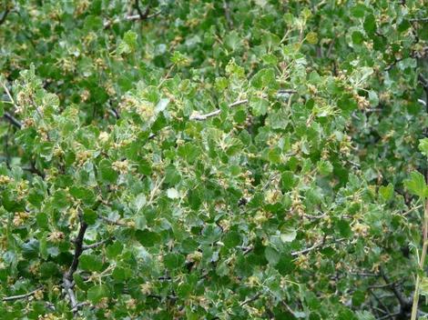 Ribes cereum, Wax Currant, growing in the Yellow Pine Forest, at Big Bear, California.  - grid24_12