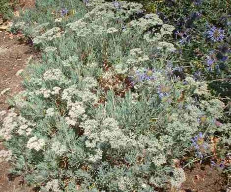 Eriogonum arborescens, Santa Cruz Island Buckwheat next to Salvia clevelandii - grid24_12