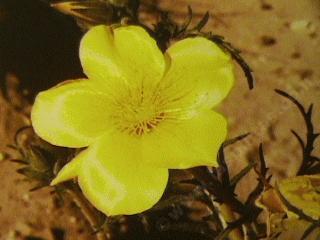 Mentzelia lindleyi, Blazing Star, is a showy annual of sunny dry places.  - grid24_12