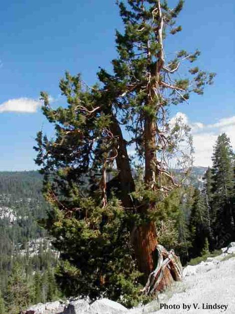 Red Fir that looks like it had been stuck many times by lightning.  - grid24_12