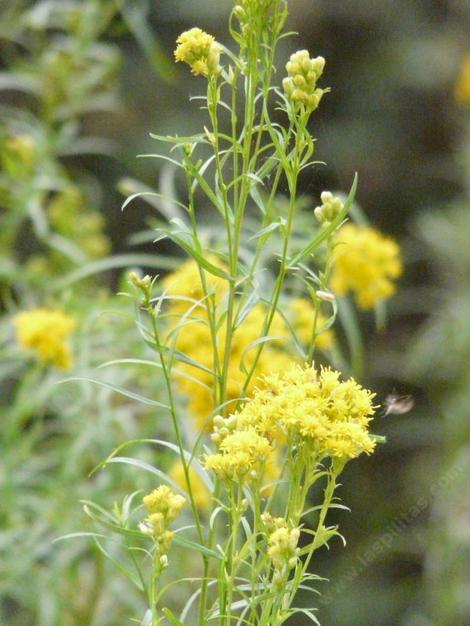 Solidago spathulata, Coast Golden Rod flowers - grid24_12