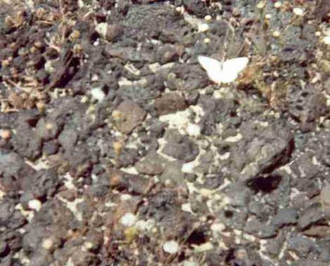 Desert Pavement with a small white butterfly - grid24_12