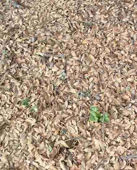 Blue oak litter makes a soft mulch layer. this is rather rare to find in the wild and weeds have destroyed most of them - grid24_12