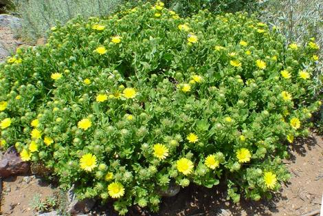 Grindelia stricta venulosa, this  Gum Plant makes a small ground cover on coastal bluffs. - grid24_12