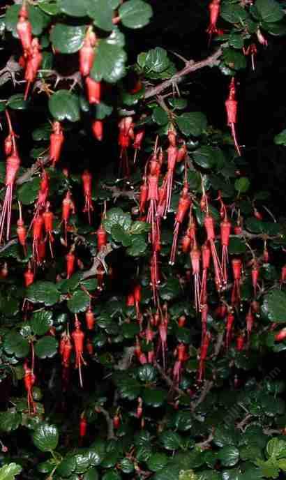 This fuchsia flowered gooseberry was growing in beach sand - grid24_12