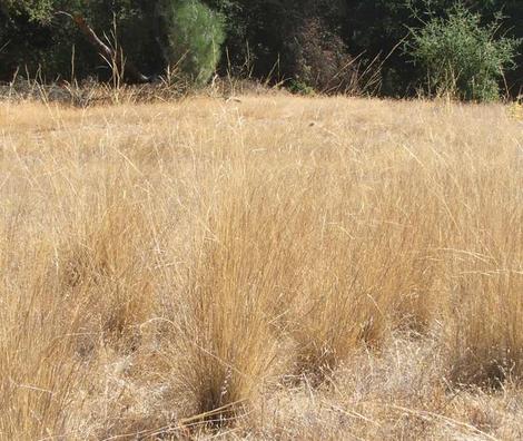 Stipa pulchra, Purple Stipa in an opening in Central oak woodland, not a true grassland. - grid24_12