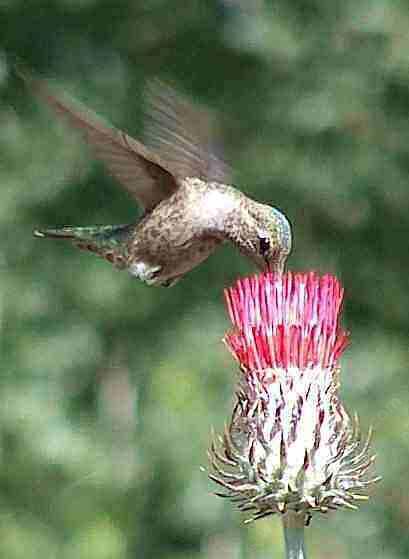 Anna Hummingbird working Red Thistle - grid24_12
