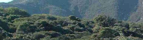 A hillside of coastal sage scrub. Vast areas of Los Angeles basin probably looked like this. - grid24_12