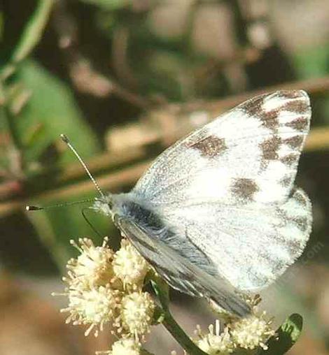 Common White Butterfly, Pontia protodice on Baccharis  - grid24_12