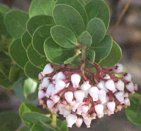 In a cool winter Island manzanita, Arctostaphylos insularis  flowers are pink, warm winters, they are white. - grid24_12