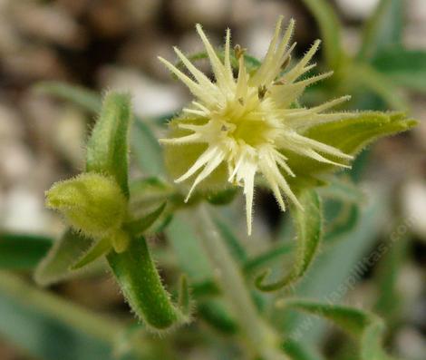 Silene Parishii, Parish's catchfly lloks kind of like a yellow star - grid24_12