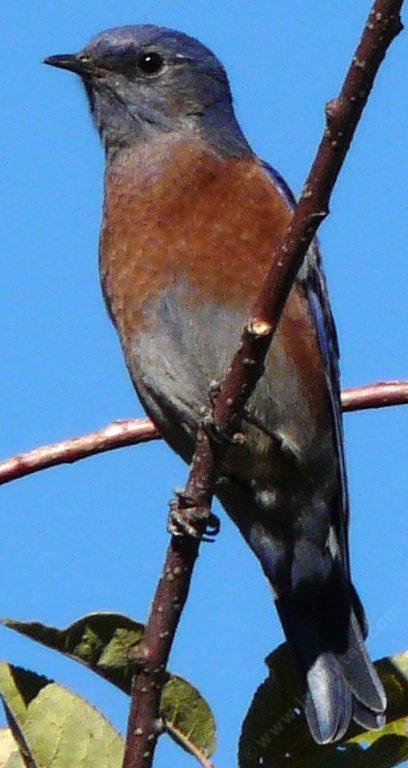 Western Bluebird on Cokecherry - grid24_12