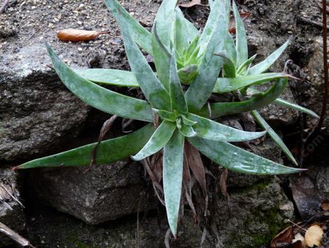 Dudleya lanceolata - lanceleaf liveforever, Southern California dudleya growing out of wall - grid24_12