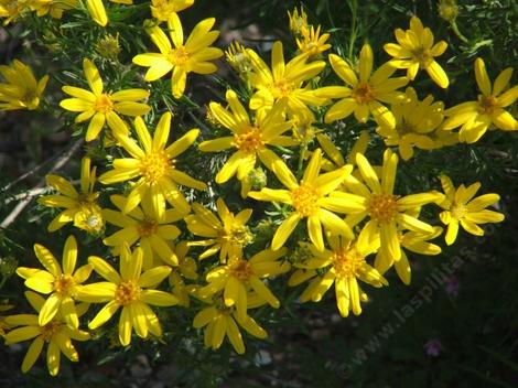 Haplopappus linearifolius (Ericameria linearifolia, Stenotopsis linearifolia), Narrowleaf Golden Bush - grid24_12