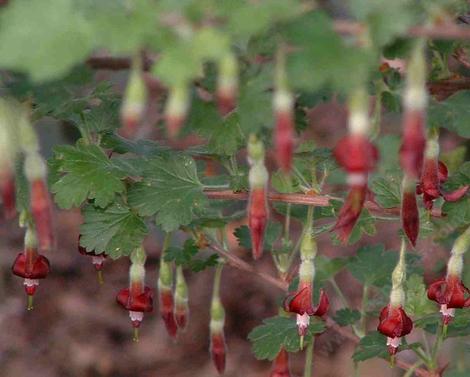 Ribes roezlii, Sierra Gooseberry, is a showy, wide-ranging gooseberry, of the California mountains.  - grid24_12