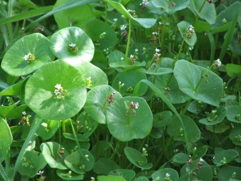 Montia perifoliata Miner's Lettuce - grid24_12