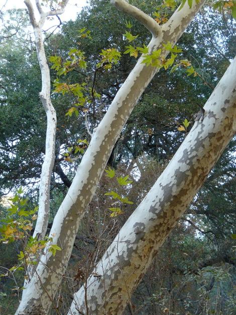 In this photo you can see the pattern of the bark of a Platanus racemosa, California Sycamore, growing in Arroyo Grande, California.  - grid24_12