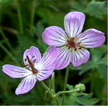 Geranium californicum, California Geranium, is a very beautiful mountain perennial, that will also grow at lower elevations.  - grid24_12