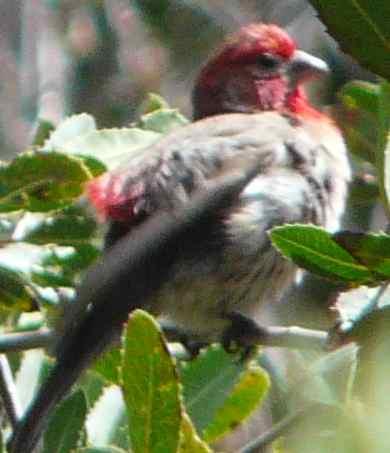 A Purple Finch showing red  in the 	Heteromeles arbutifolia,  Toyon. Showing his brick head. - grid24_12