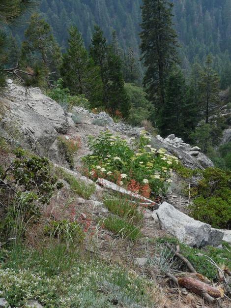 Sambucus caerulea, Blue Elderberry in the Sierras at about 7000 feet. The red is Penstemon rostriflorus. - grid24_12