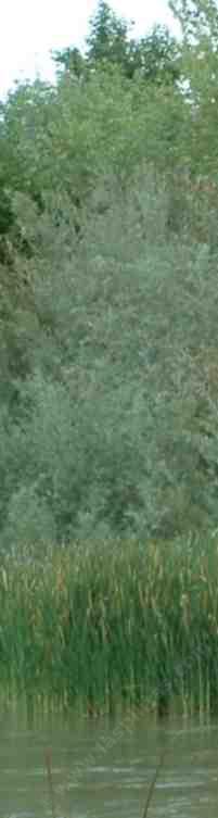 A bank of the Salinas River showing riparian vegetation.  Cat Tails, Willows and Sycamores. - grid24_12