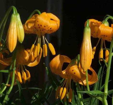 Lilium wigginsii, Wiggins Lily, is now considered a subspecies of Lilium pardalinum, and has been very easy to grow.