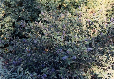 Ceanothus lemmonii has a grey look to it with green and blue mixed in. - grid24_12