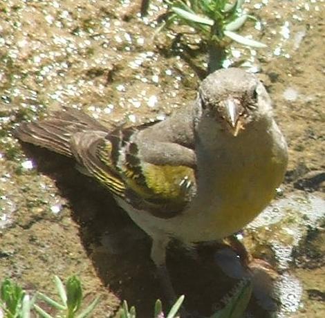 Get your tractor out of my puddle says Lawrence's Goldfinch. - grid24_12