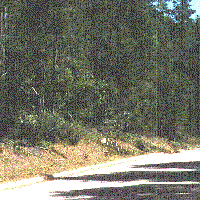 an old photo of Cambria Pines closed cone pine  forest. - grid24_12