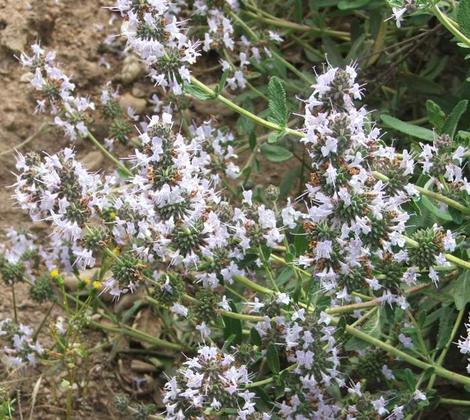 Black Sage, Salvia mellifera used to cover most of central and Southern California's coastal mountains from about San Jose and Livermore south to Baja. - grid24_12