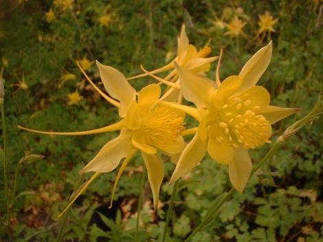 Aquilegia pubescens, Sierra Columbine flowers can vary from yellow to pink - grid24_12