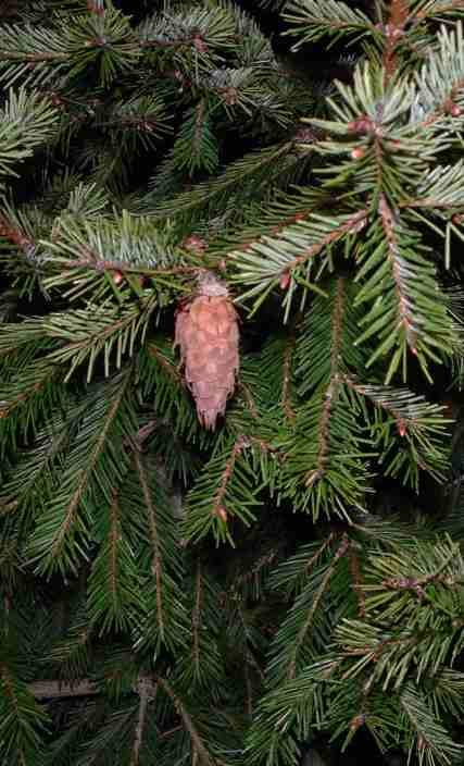 Big Cone Spruce with a little baby young cone. - grid24_12