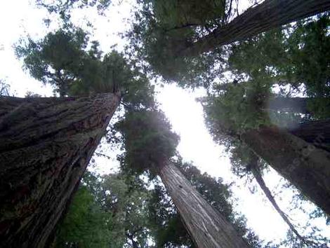 looking up into the coastal redwoods - grid24_12