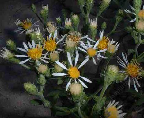 Aster integrifolius Meadow Aster - grid24_12