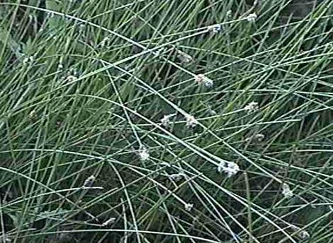 Heleocharis montevidensis - grid24_12