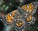 Mormon metalmark, Apodemia mormo virgulti - grid24_12