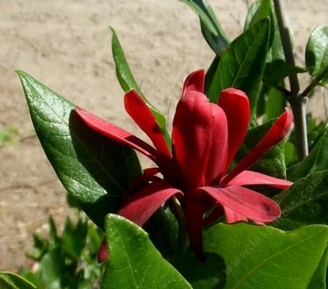 A side view of the flower and leaves of Calycanthus occidentalis, Spice Bush, in our Santa Margarita garden. - grid24_12