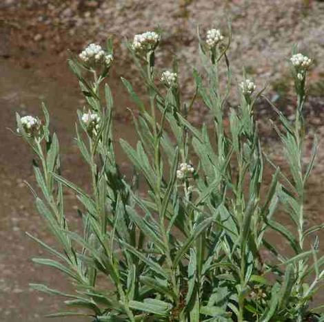 Gnaphalium microcephalum thermale Feltleaf everlasting - grid24_12