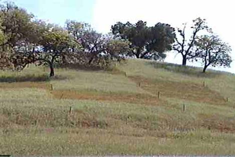 One of our test plots on the hillside trying weed control. - grid24_12