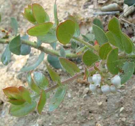 Arctostaphylos viridissima is a pain to key out. - grid24_12