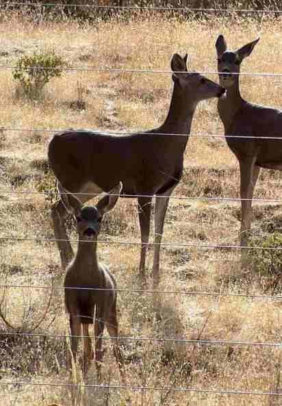 Who's fencing who? With native plants, you should be able to maintain a garden without a fence. Wildlife live with the wild plants. - grid24_12