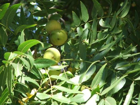 Here is a photo of the unripe fruits of Juglans hindsii, Northern California Walnut. - grid24_12