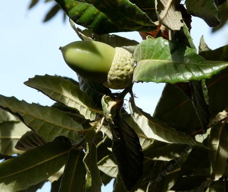 Island Oak, Quercus tomentella is native to the Channel Islands has very large acoorns - grid24_12