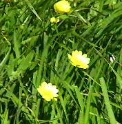 Ranunculus californicus Buttercup, Crowfoot - grid24_12