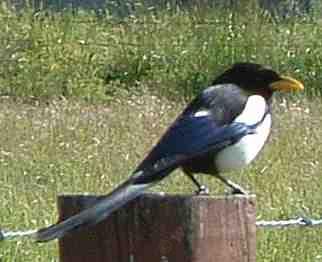 Yellow billed Magpie commonly checks out the horses when we feed them - grid24_12