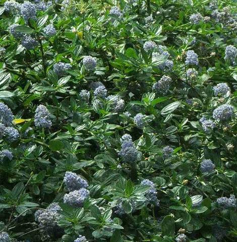 Ceanothus thyrsiflorus repens looks great in a north slope or part shade garden - grid24_12