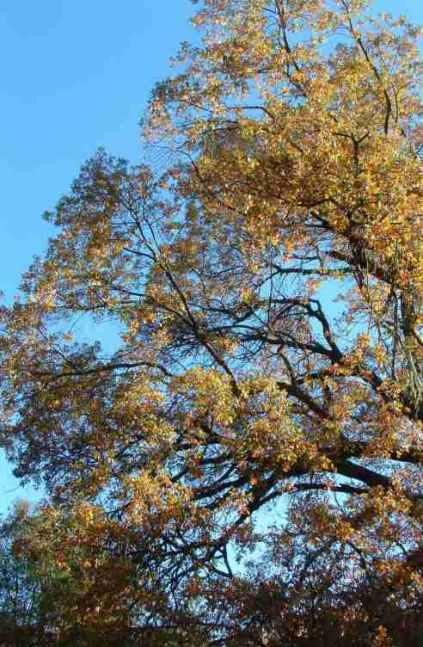 A valley oak, Quercus lobata, going deciduous - grid24_12